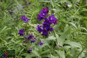 Anchusa officinalis (4) (1200 x 800).jpg_product_product_product